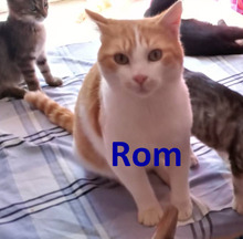 ROM, Katze, Europäisch Kurzhaar in Bulgarien - Bild 1