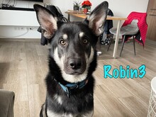 ROBIN3, Hund, Mischlingshund in Weil am Rhein - Bild 1
