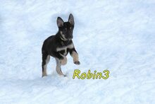 ROBIN3, Hund, Mischlingshund in Weil am Rhein - Bild 10