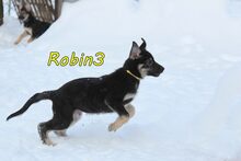 ROBIN3, Hund, Mischlingshund in Weil am Rhein - Bild 11