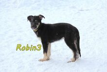 ROBIN3, Hund, Mischlingshund in Weil am Rhein - Bild 12