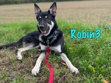 ROBIN3, Hund, Mischlingshund in Weil am Rhein - Bild 2