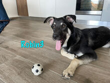 ROBIN3, Hund, Mischlingshund in Weil am Rhein - Bild 3