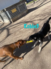 ROBIN3, Hund, Mischlingshund in Weil am Rhein - Bild 4