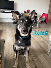 ROBIN3, Hund, Mischlingshund in Weil am Rhein - Bild 5