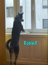 ROBIN3, Hund, Mischlingshund in Weil am Rhein - Bild 6