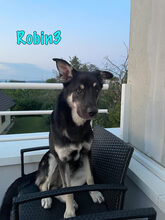 ROBIN3, Hund, Mischlingshund in Weil am Rhein - Bild 7