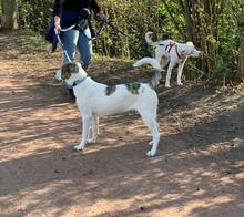 RUDI, Hund, Mischlingshund in Bonn - Bild 10