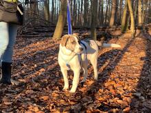 RUDI, Hund, Mischlingshund in Bonn - Bild 37