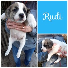 RUDI, Hund, Mischlingshund in Bonn - Bild 52