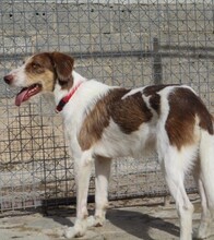 FLAVIO, Hund, Mischlingshund in Spanien - Bild 2