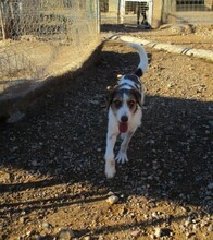 FLAVIO, Hund, Mischlingshund in Spanien - Bild 3