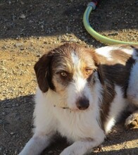 FLAVIO, Hund, Mischlingshund in Spanien - Bild 4