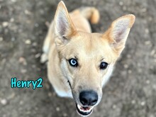 HENRY2, Hund, Mischlingshund in Russische Föderation - Bild 1