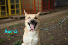 HENRY2, Hund, Mischlingshund in Russische Föderation - Bild 10