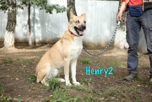 HENRY2, Hund, Mischlingshund in Russische Föderation - Bild 11