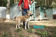 HENRY2, Hund, Mischlingshund in Russische Föderation - Bild 13