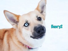 HENRY2, Hund, Mischlingshund in Russische Föderation - Bild 2