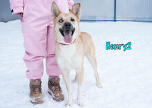 HENRY2, Hund, Mischlingshund in Russische Föderation - Bild 4