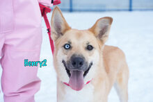 HENRY2, Hund, Mischlingshund in Russische Föderation - Bild 5