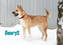 HENRY2, Hund, Mischlingshund in Russische Föderation - Bild 6