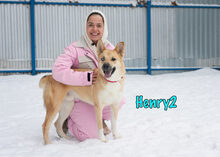 HENRY2, Hund, Mischlingshund in Russische Föderation - Bild 7