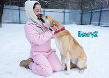 HENRY2, Hund, Mischlingshund in Russische Föderation - Bild 9