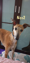 NEO2, Hund, Galgo Español in Spanien - Bild 1