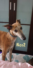 NEO2, Hund, Galgo Español in Spanien - Bild 3