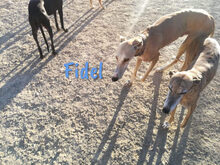 FIDEL, Hund, Galgo Español in Spanien - Bild 3