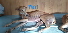 FIDEL, Hund, Galgo Español in Spanien - Bild 6
