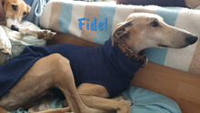 FIDEL, Hund, Galgo Español in Spanien - Bild 7