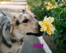 MAGGI, Hund, Mischlingshund in Russische Föderation - Bild 1