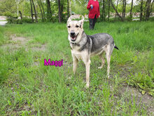 MAGGI, Hund, Mischlingshund in Russische Föderation - Bild 10