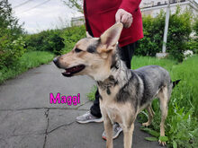 MAGGI, Hund, Mischlingshund in Russische Föderation - Bild 11
