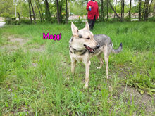 MAGGI, Hund, Mischlingshund in Russische Föderation - Bild 12