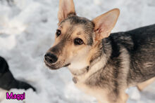 MAGGI, Hund, Mischlingshund in Russische Föderation - Bild 13