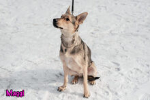 MAGGI, Hund, Mischlingshund in Russische Föderation - Bild 14