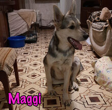 MAGGI, Hund, Mischlingshund in Russische Föderation - Bild 15