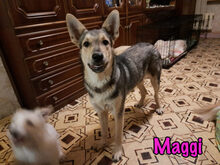 MAGGI, Hund, Mischlingshund in Russische Föderation - Bild 16