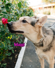 MAGGI, Hund, Mischlingshund in Russische Föderation - Bild 4