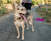 MAGGI, Hund, Mischlingshund in Russische Föderation - Bild 5