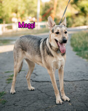 MAGGI, Hund, Mischlingshund in Russische Föderation - Bild 6