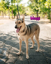 MAGGI, Hund, Mischlingshund in Russische Föderation - Bild 7