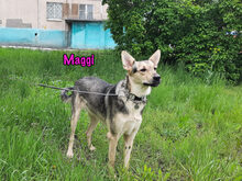 MAGGI, Hund, Mischlingshund in Russische Föderation - Bild 8