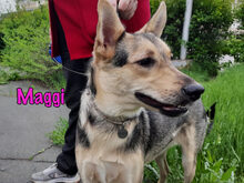 MAGGI, Hund, Mischlingshund in Russische Föderation - Bild 9