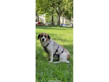 THILA, Hund, Mischlingshund in Berlin - Bild 2
