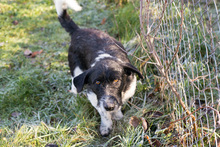 FIETJE, Hund, Mischlingshund in Kroatien - Bild 2