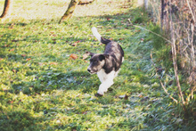 FIETJE, Hund, Mischlingshund in Kroatien - Bild 4