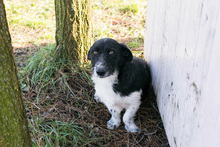 FIETJE, Hund, Mischlingshund in Kroatien - Bild 6